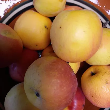 Riverside Avo - Martin Spodnja Idrija