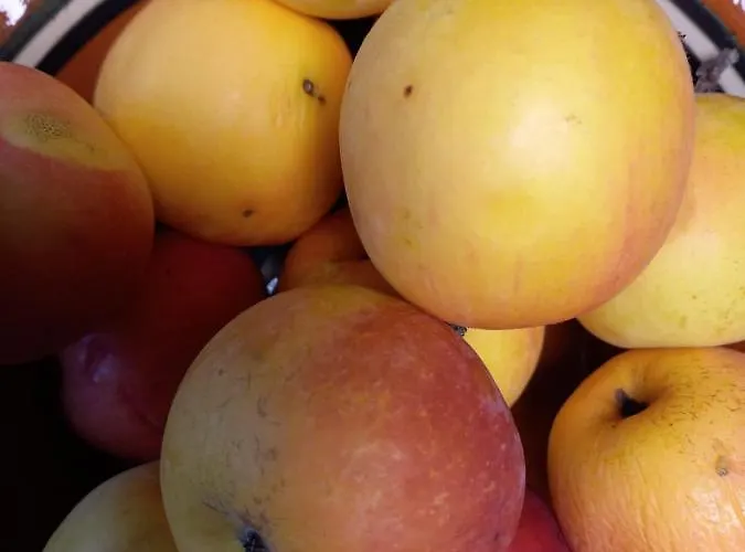 Riverside Avo - Martin Нижняя Идрия